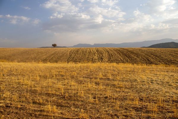 Şeker Mahallesi'nde 3.400 m² Yola Cepheli Tarla